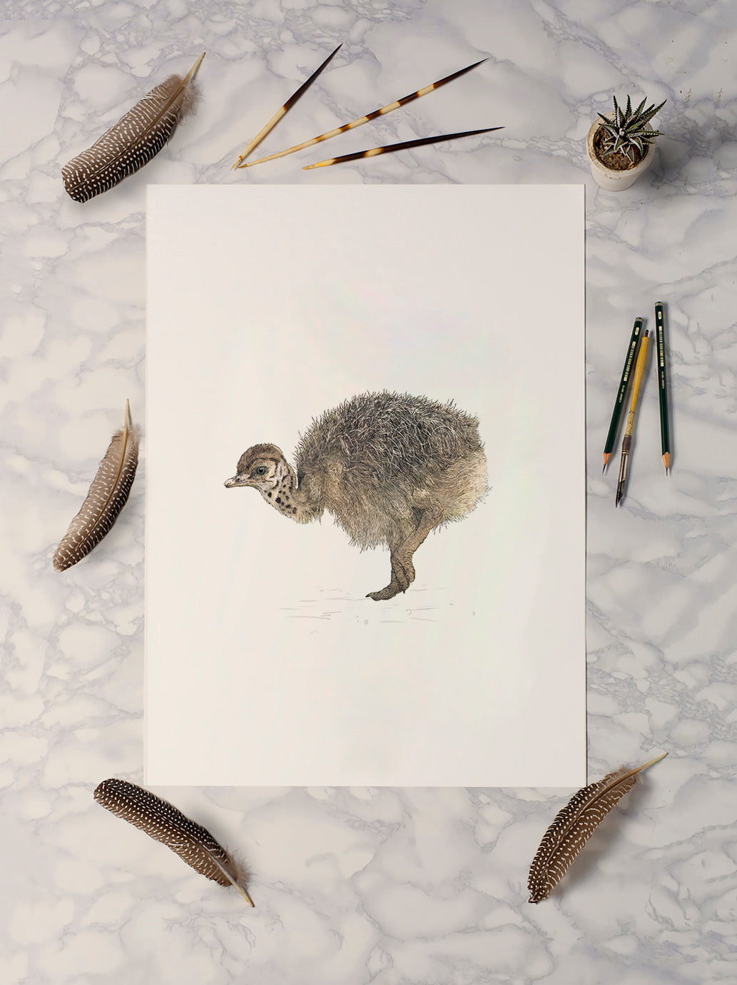 Ostrich Chick