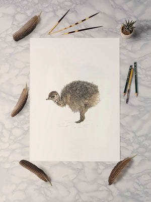 Ostrich Chick