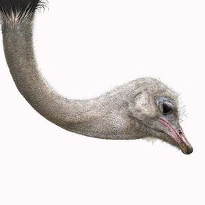 Ostrich