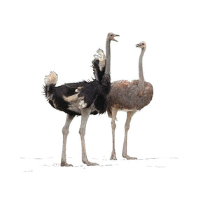 Ostrich - Struthio camelus