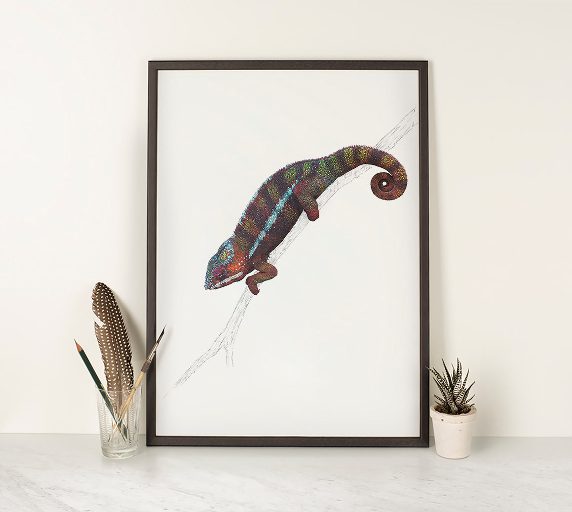 Panther Chameleon