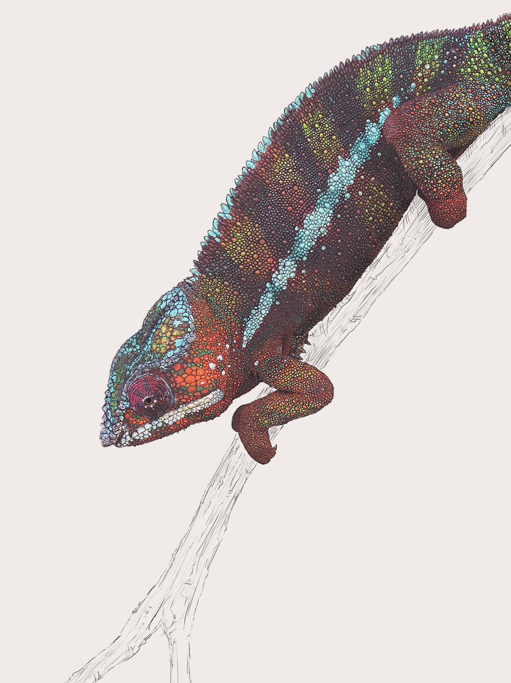 Panther Chameleon