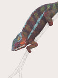 Panther Chameleon