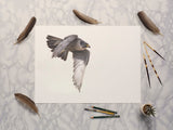 Peregrine Falcon