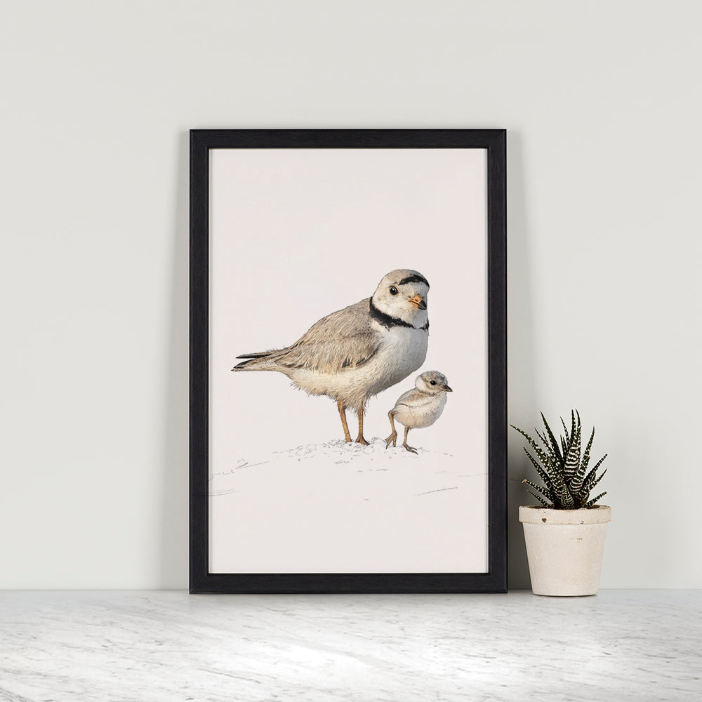 Piping Plovers