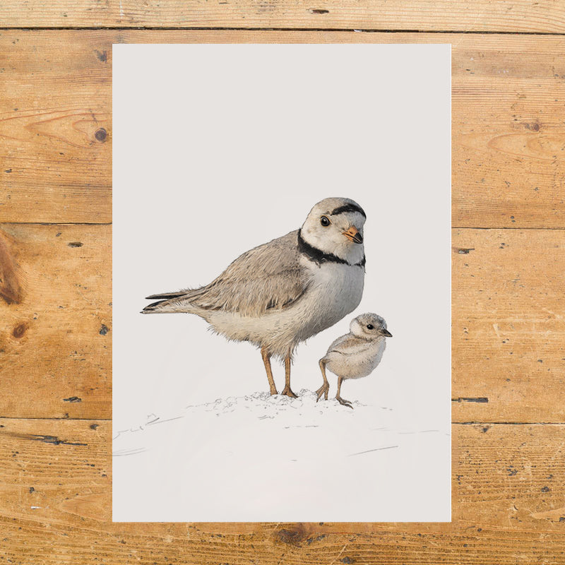 Piping Plovers