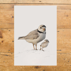 Piping Plovers