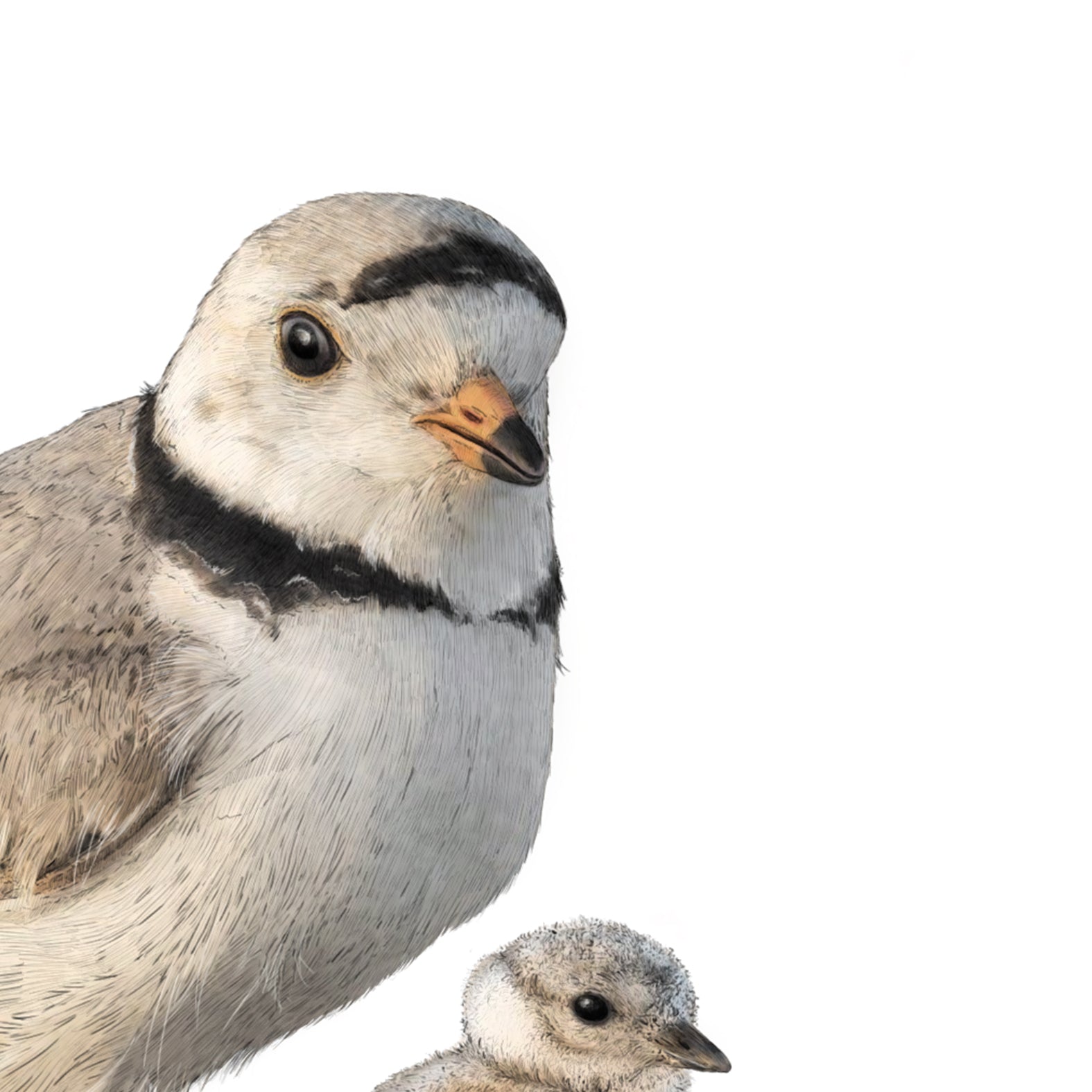 Piping Plovers