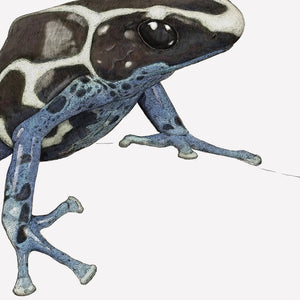 Dyeing Poison Dart Frog portrait