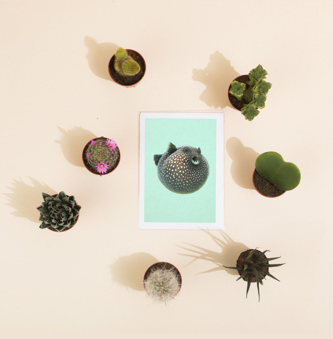 Namaqua Rainfrog - Greeting Card - Reduced to clear