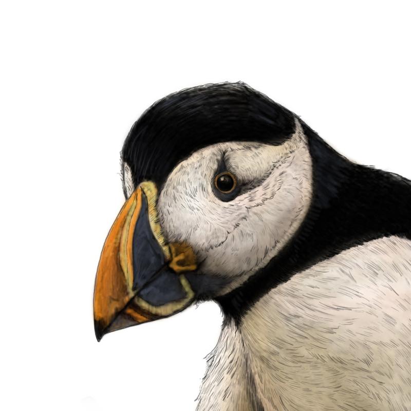 Atlantic Puffin Portrait