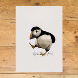 Atlantic Puffin Portrait