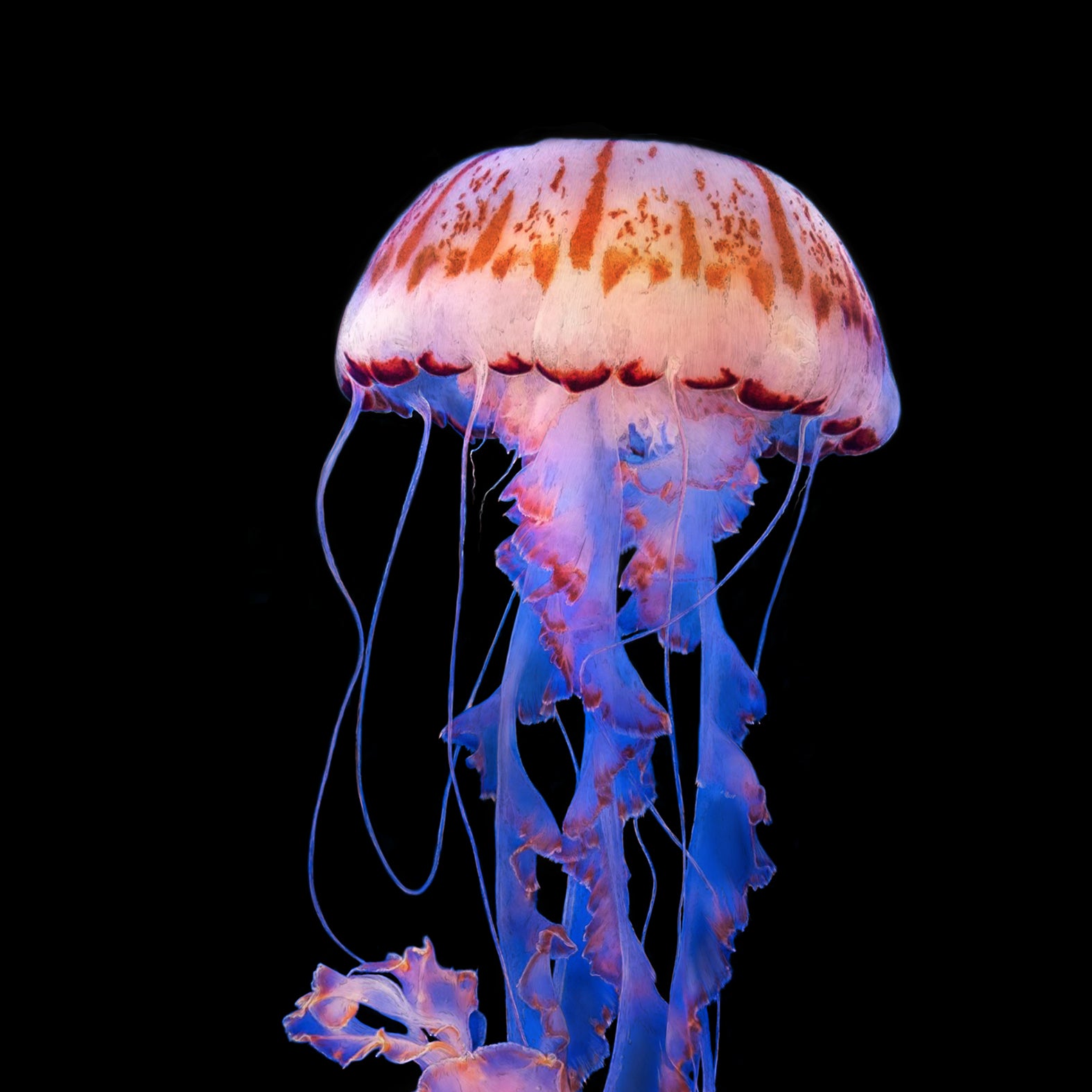 Purple Striped Sea Nettle