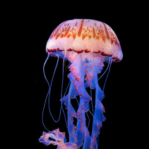 Purple Striped Sea Nettle