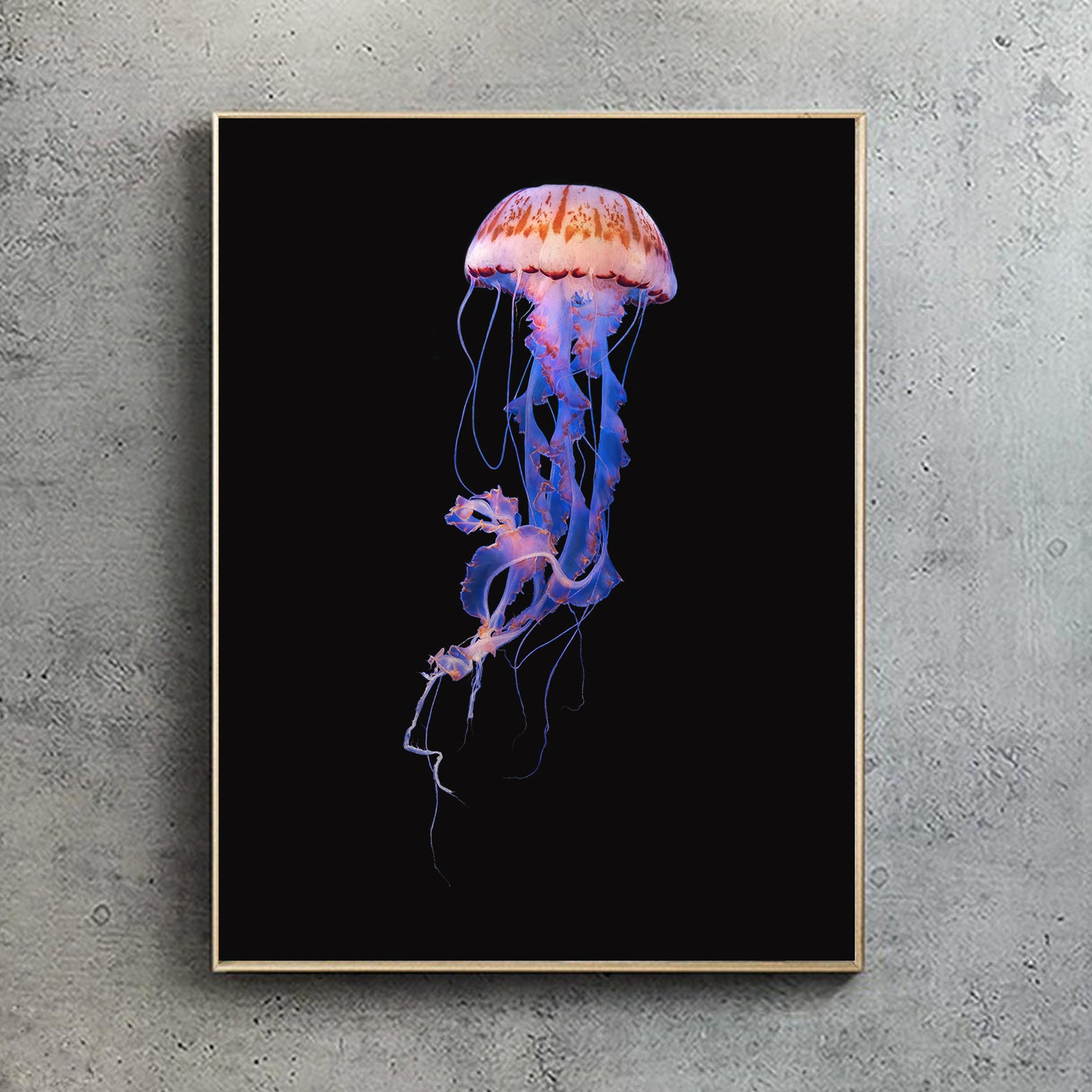 Purple Striped Sea Nettle