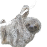 Pygmy Three Toed Sloth