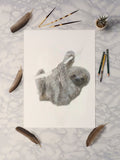 Pygmy Three Toed Sloth