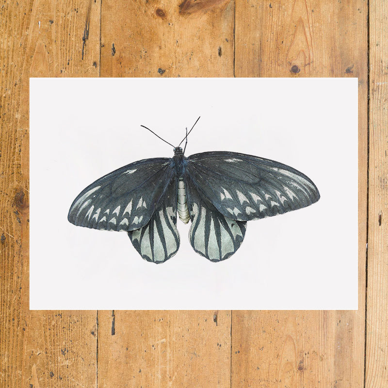 Queen Alexandria’s Birdwing Butterfly