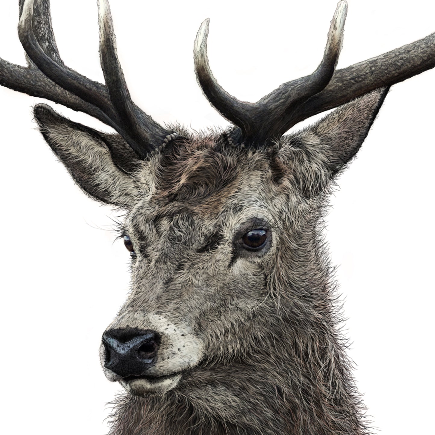 Red Deer Stag print - A3 size - reduced to clear