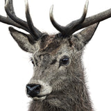 Red Deer Stag