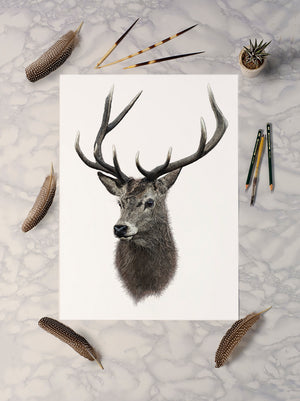 Red Deer Stag