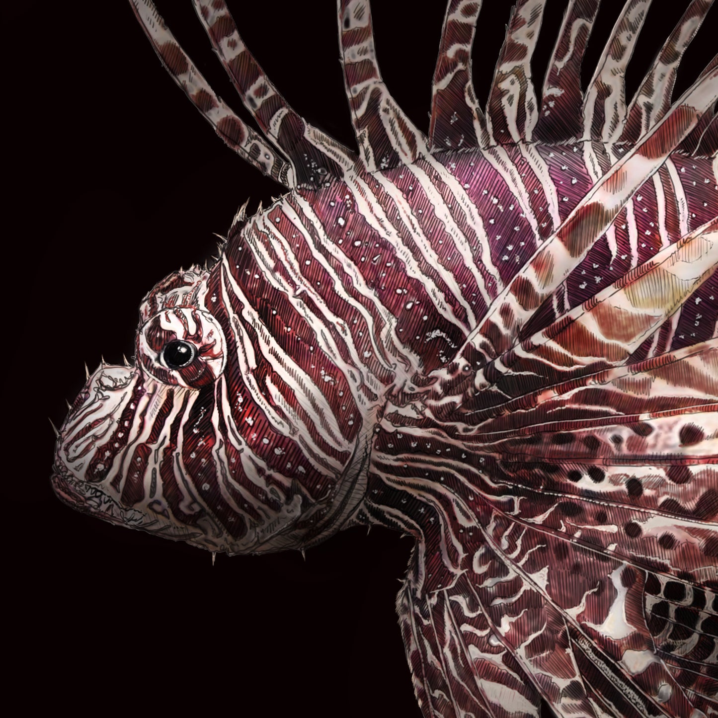 Red Lionfish - Black