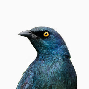 Cape Glossy Starling 2