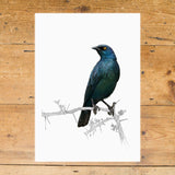 Cape Glossy Starling 2