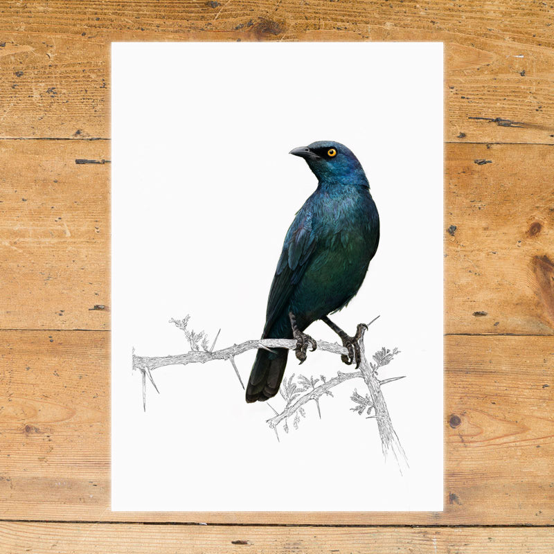 Cape Glossy Starling 2
