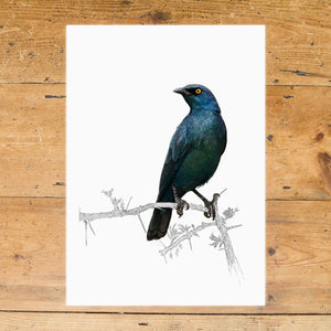 Cape Glossy Starling 2
