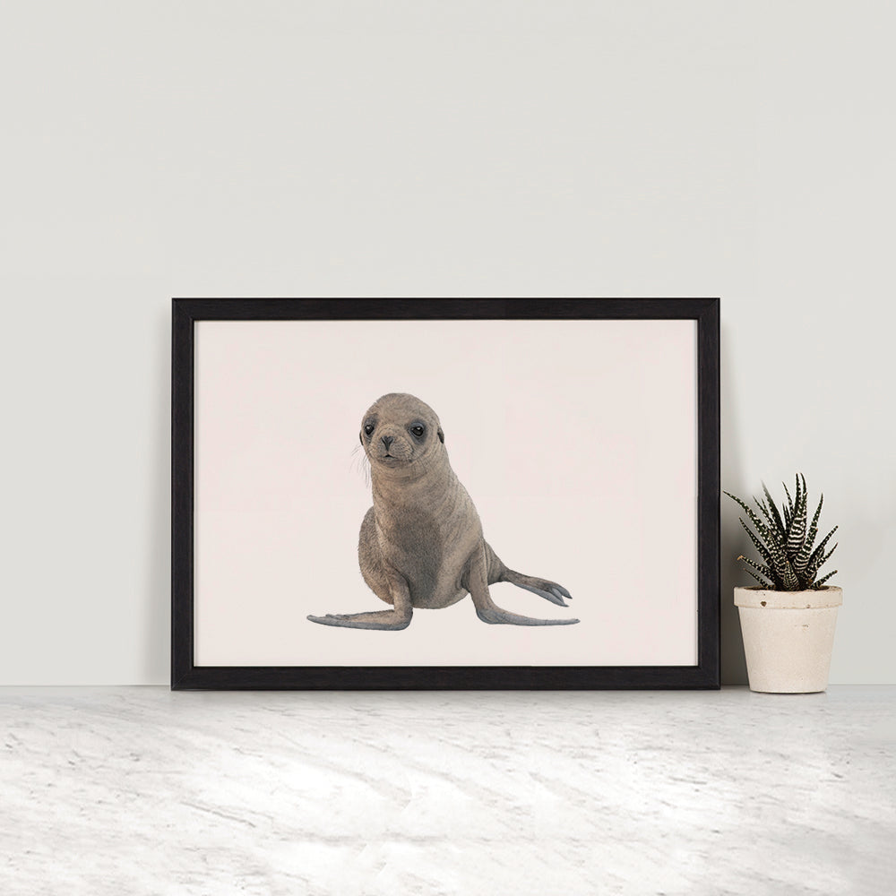 Cape Fur Seal