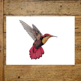 Ruby Topaz Hummingbird