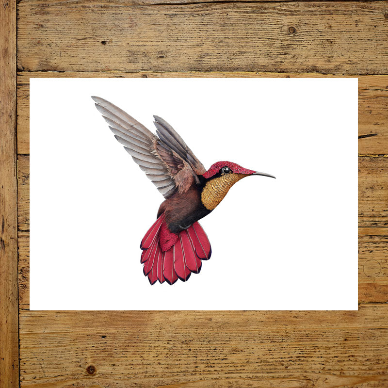 Ruby Topaz Hummingbird