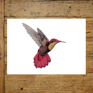 Ruby Topaz Hummingbird