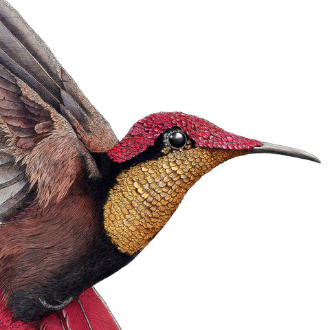 Ruby Topaz Hummingbird – Ben Rothery