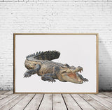 Saltwater Crocodile