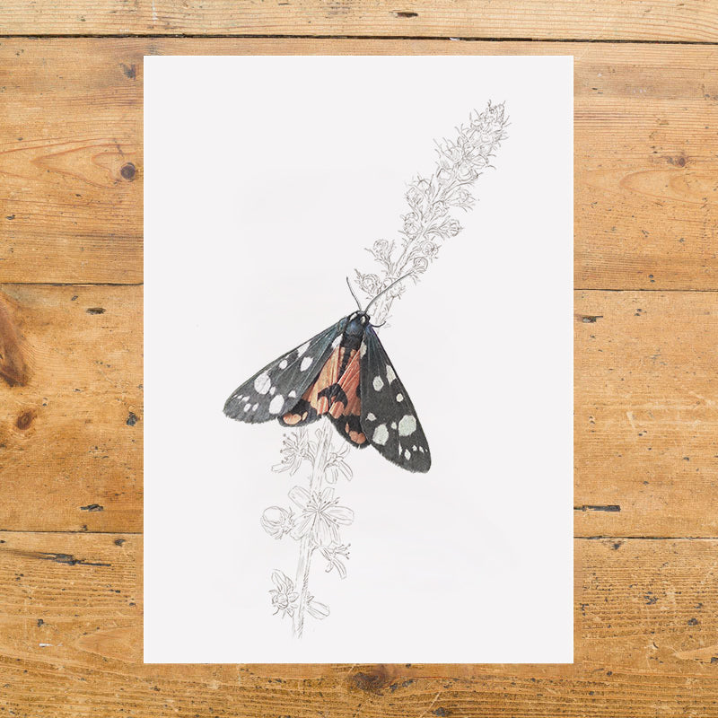 Scarlet Tiger Moth