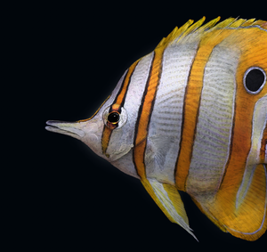 Copperband Butterflyfish, Black edition