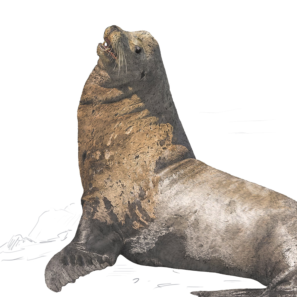 California Sea Lion