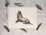 California Sea Lion