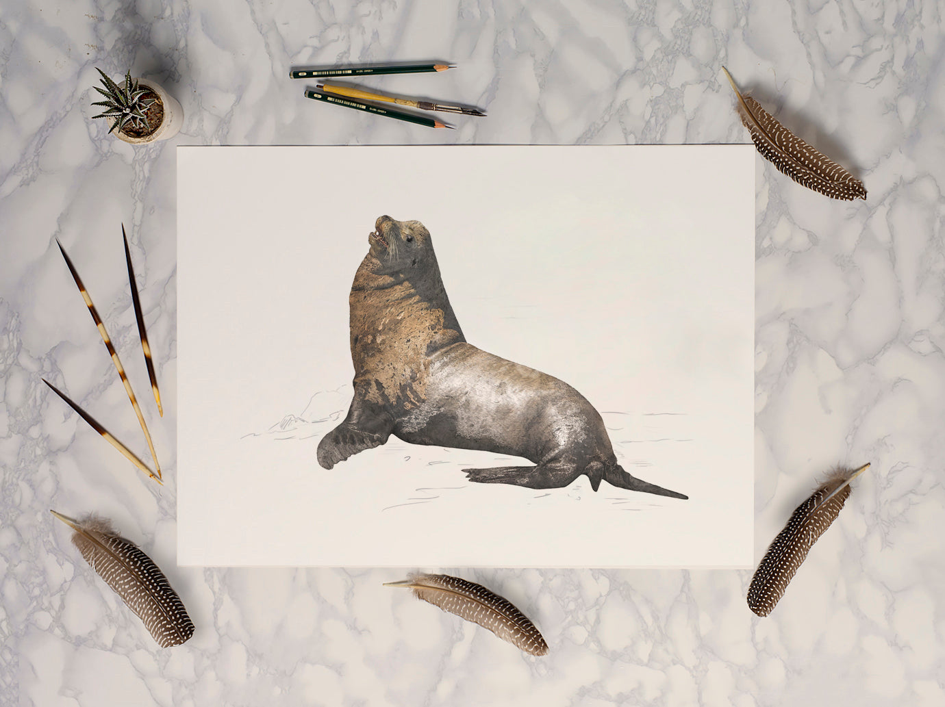 California Sea Lion