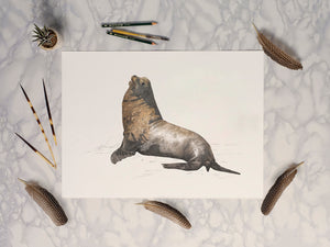 California Sea Lion