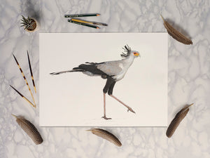 Secretary Bird