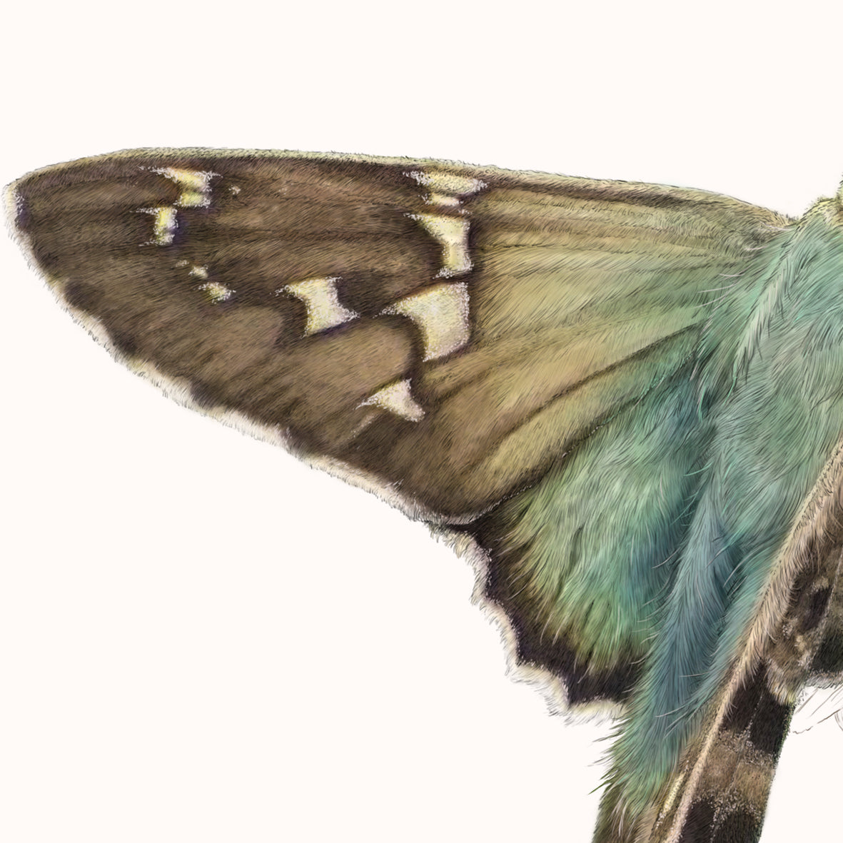 Long Tailed Skipper