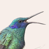 Sparkling Violetear Hummingbird