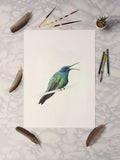 Sparkling Violetear Hummingbird