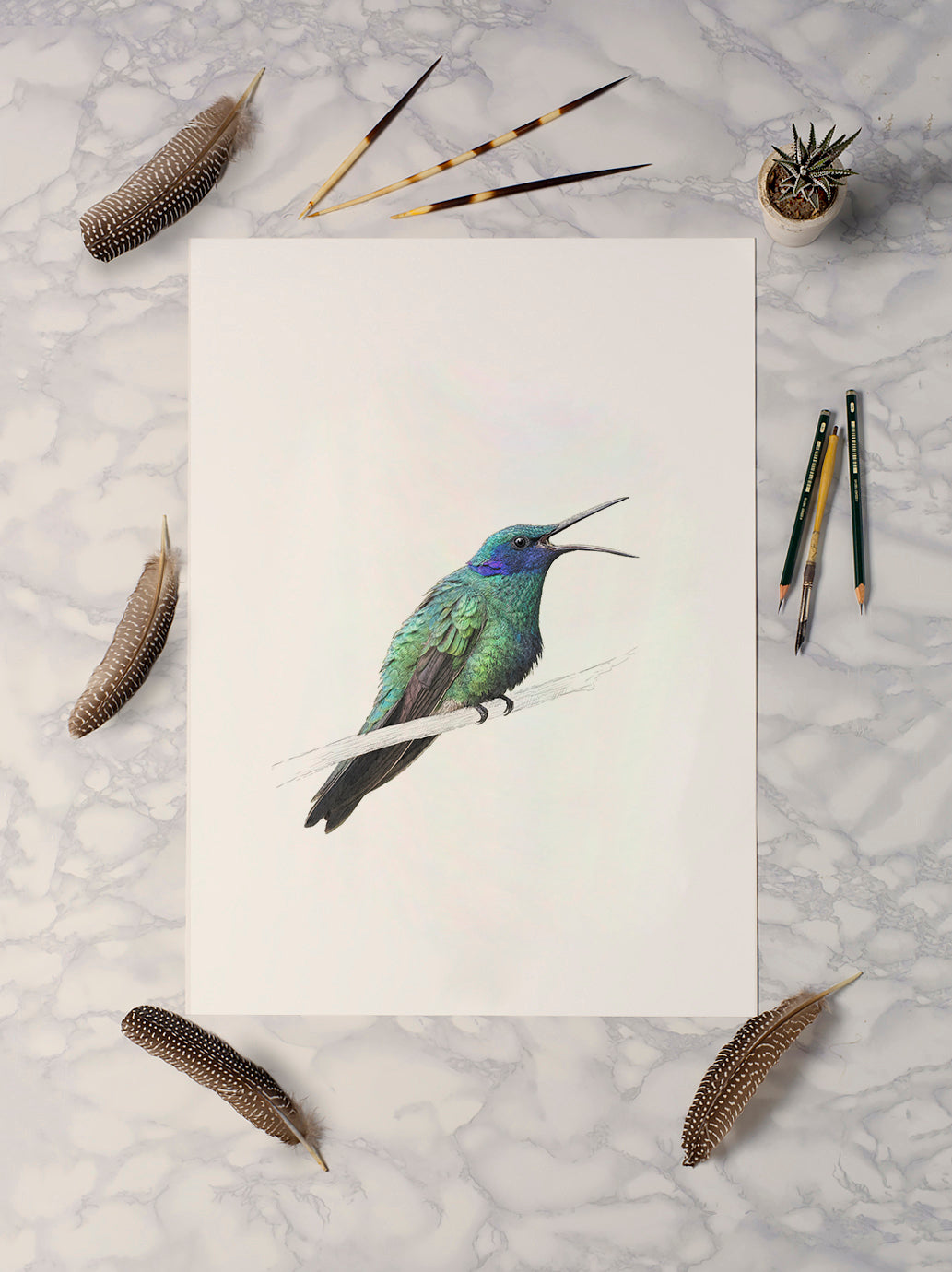 Sparkling Violetear Hummingbird