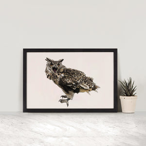 African Eagle Owl