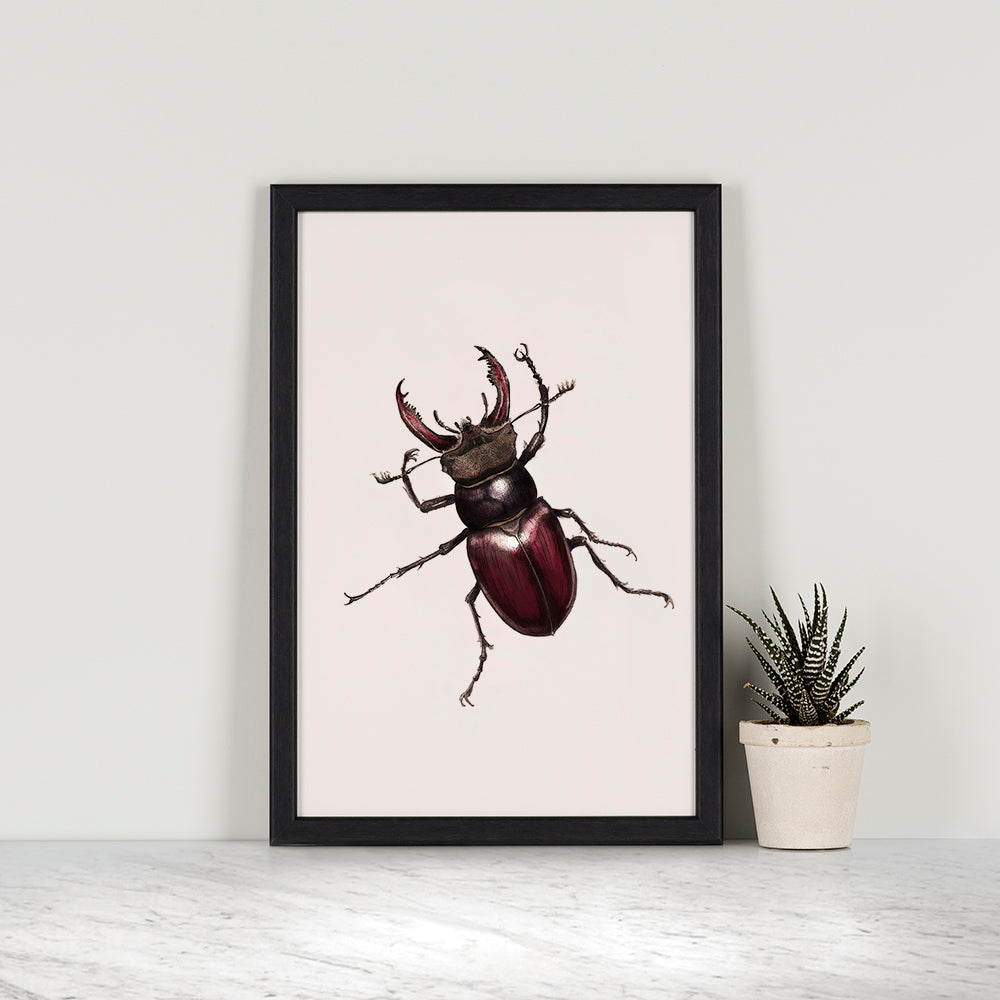 Stag Beetle