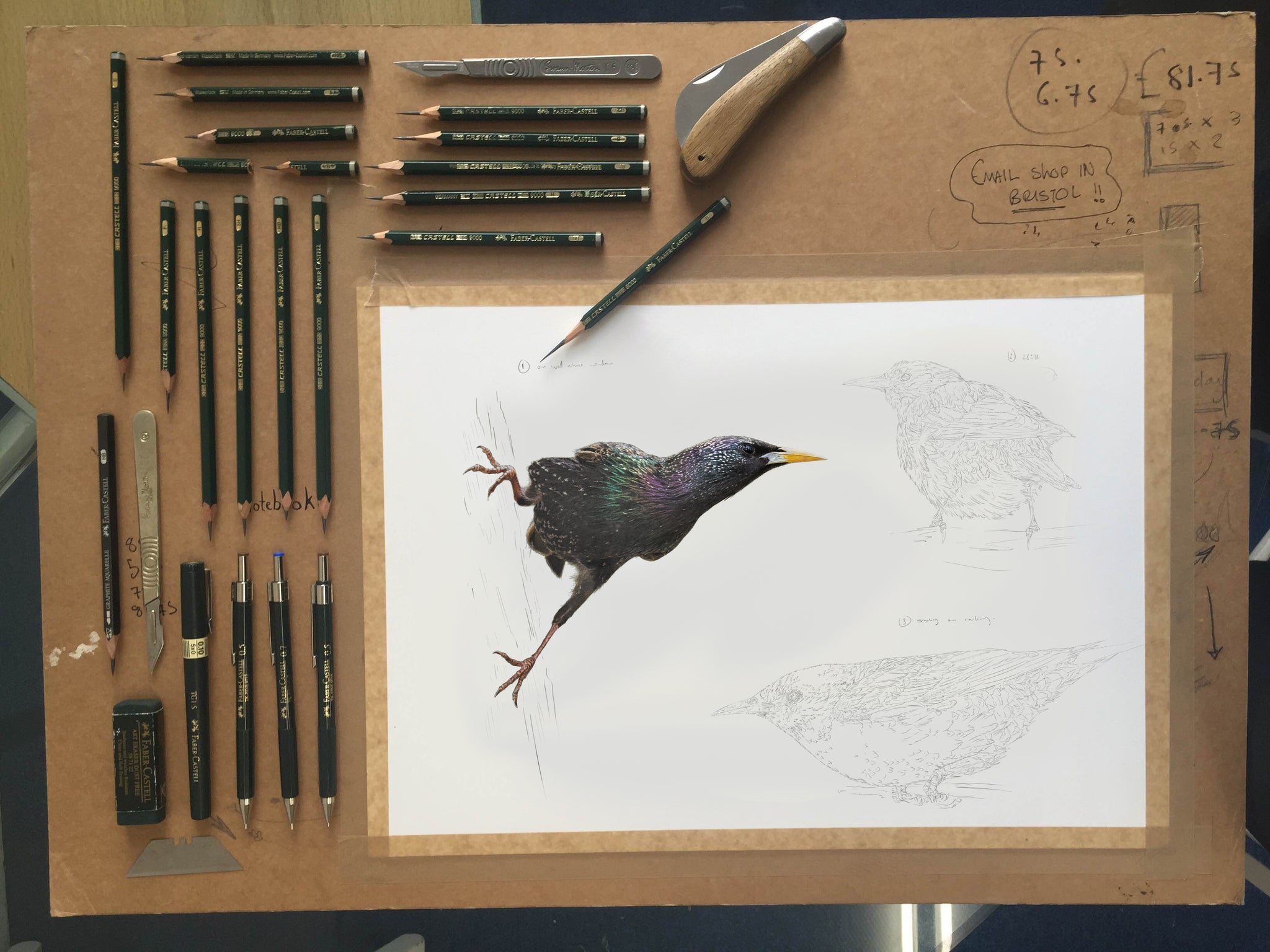 Eurasian Starling